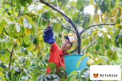 广州从化密石红柿迎丰收 绘就乡村新图景